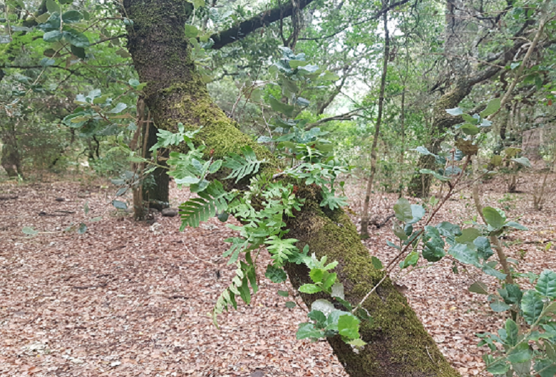 contents/resource/8-ligatea-natureza-2048x15361.png