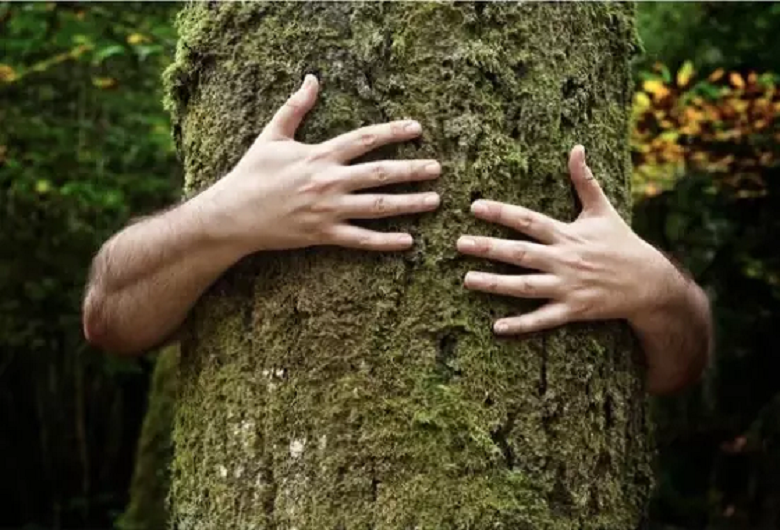 contents/resource/banhos-de-floresta1.png