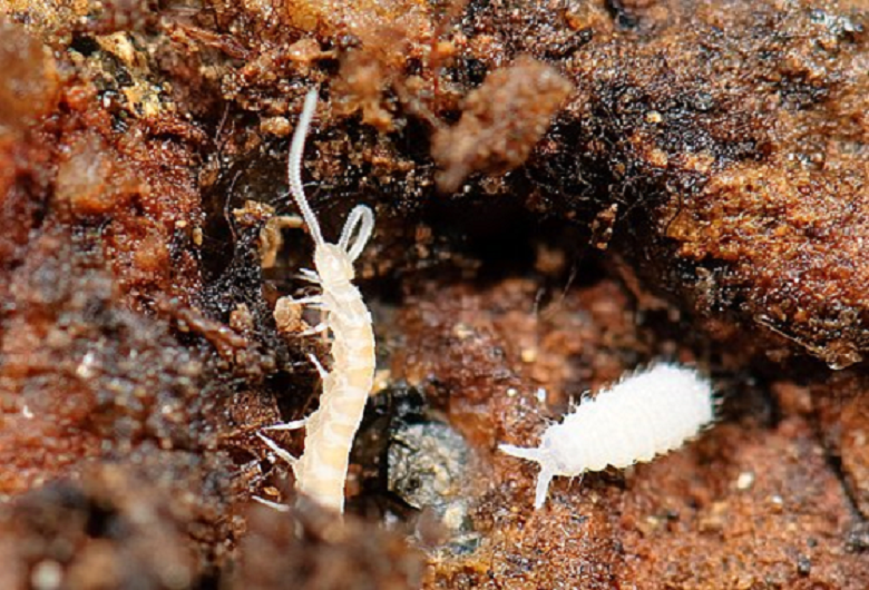 contents/resource/symphylan-and-poduromorph-springtail-34064199242.png