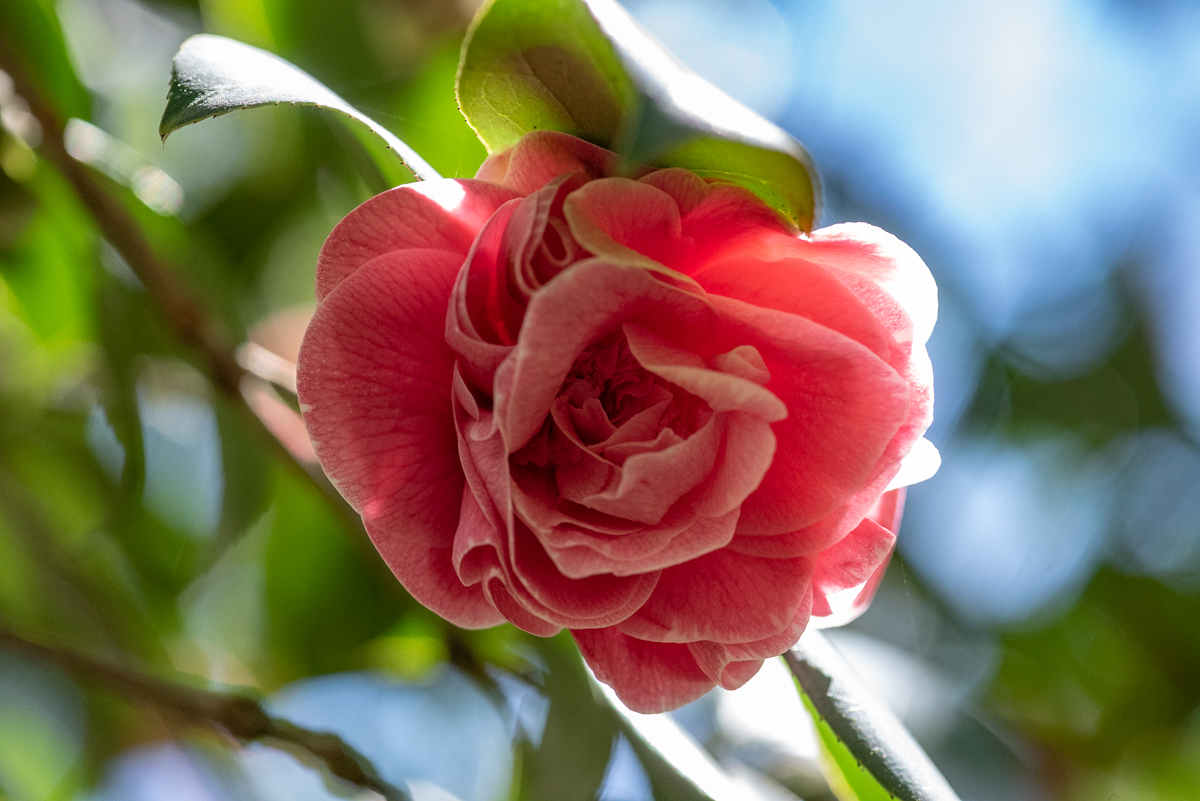 contents/resourcesgallery/camellia-japonica-flor.jpg