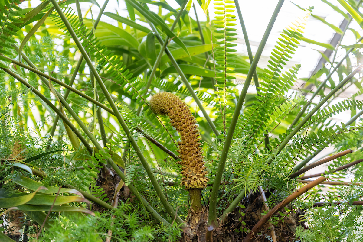 contents/resourcesgallery/ceratozamia-mexicana-estrobilo.jpg