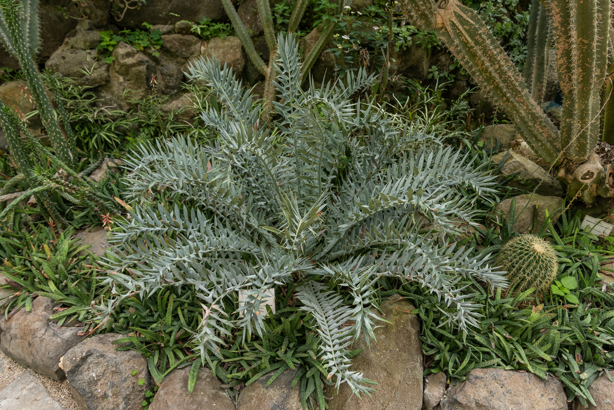 contents/resourcesgallery/encephalartos-horridus.jpg