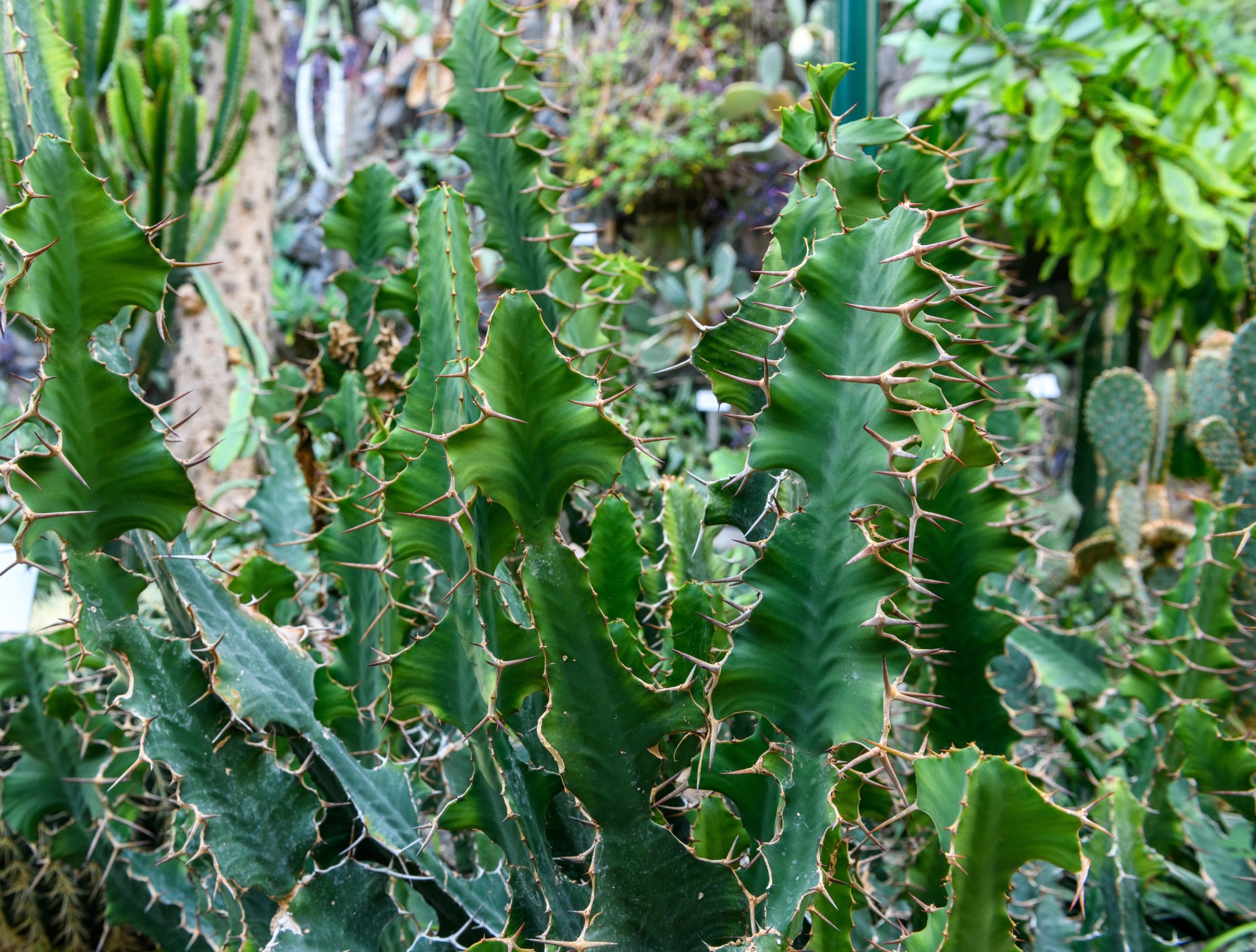 contents/resourcesgallery/euphorbia-grandicornis.jpg