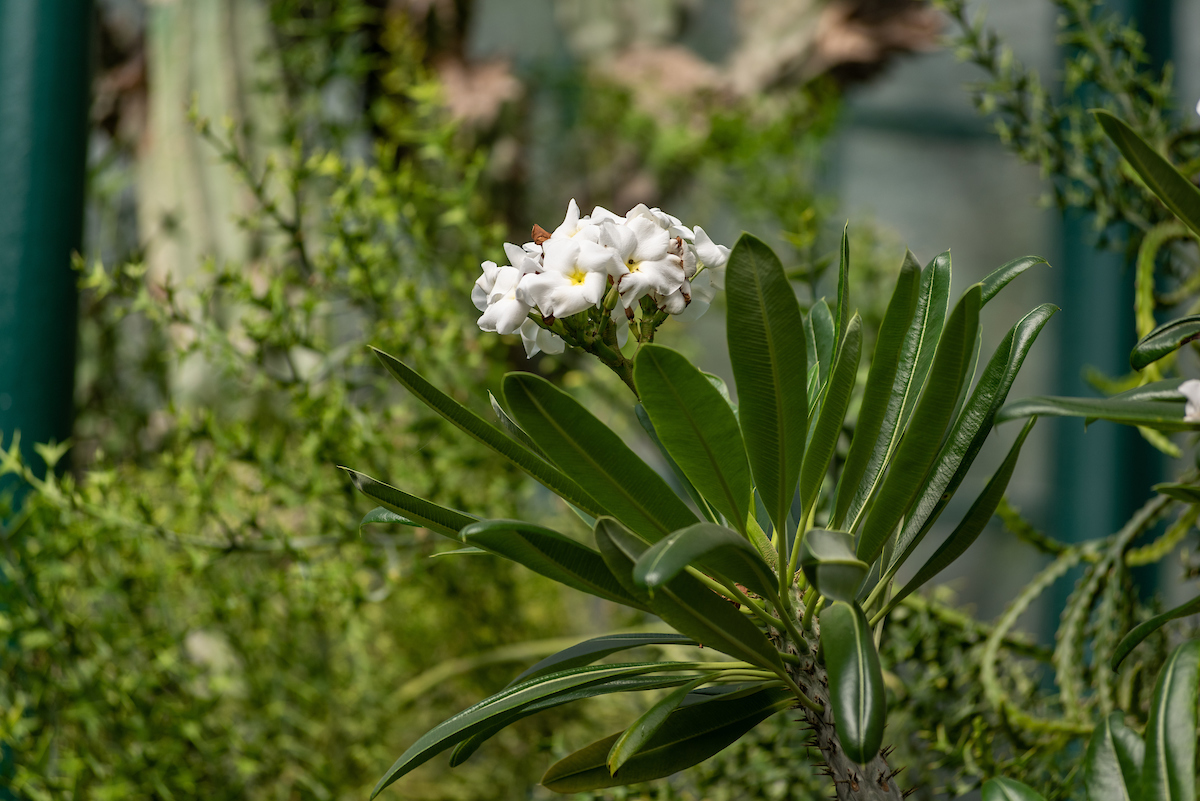 contents/resourcesgallery/pachypodium-lamerei-flor.jpg