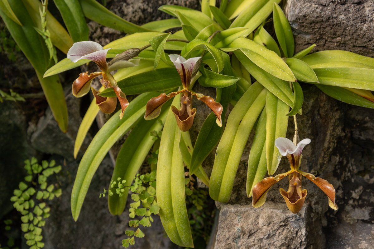 contents/resourcesgallery/paphiopedilum-insigne-flor.jpg
