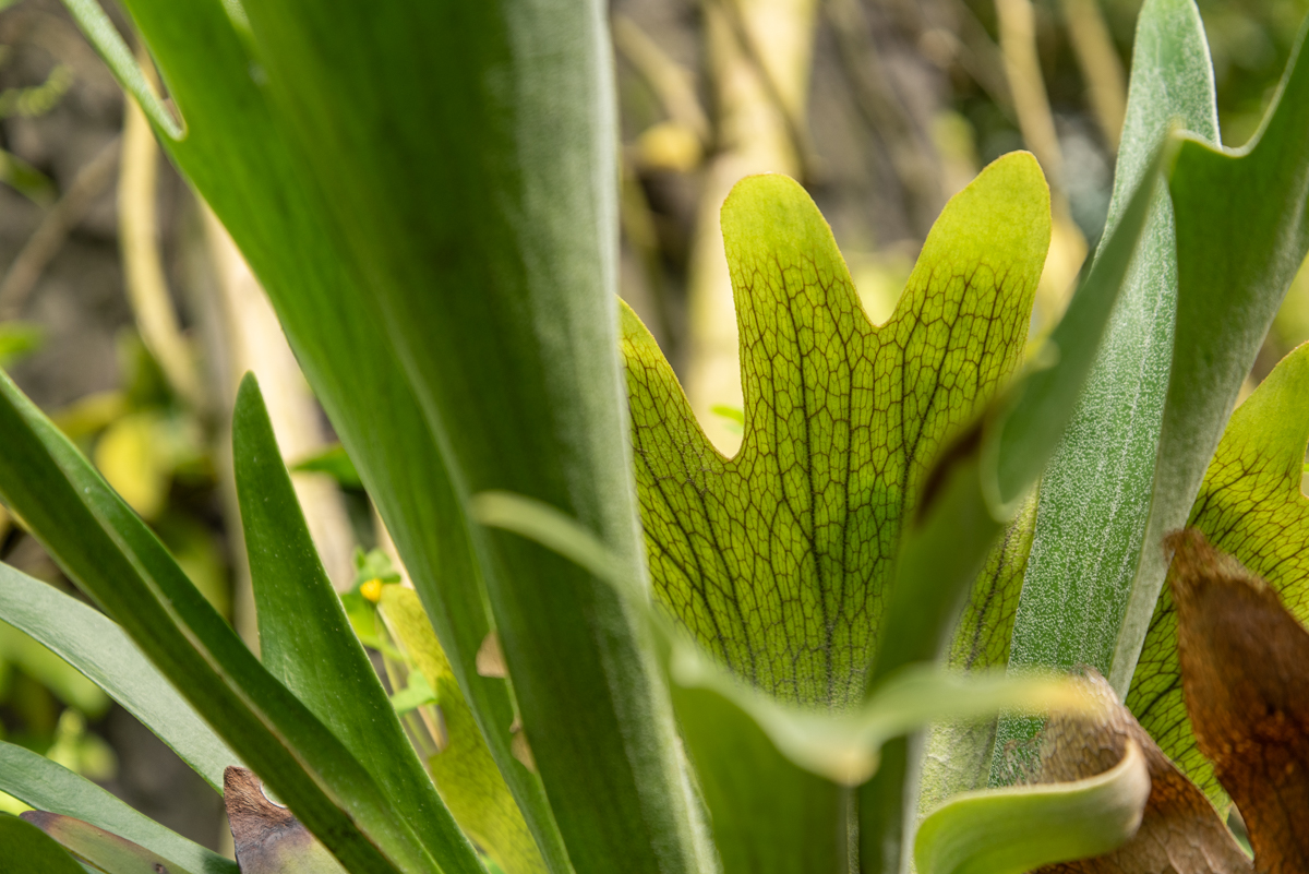 contents/resourcesgallery/platycerium-bifurcatum.jpg