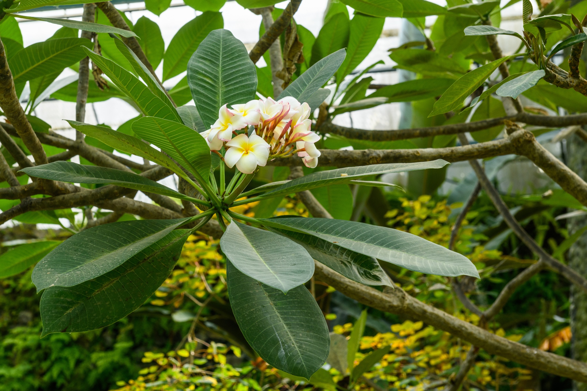 contents/resourcesgallery/plumeria-rubra-flor.jpg