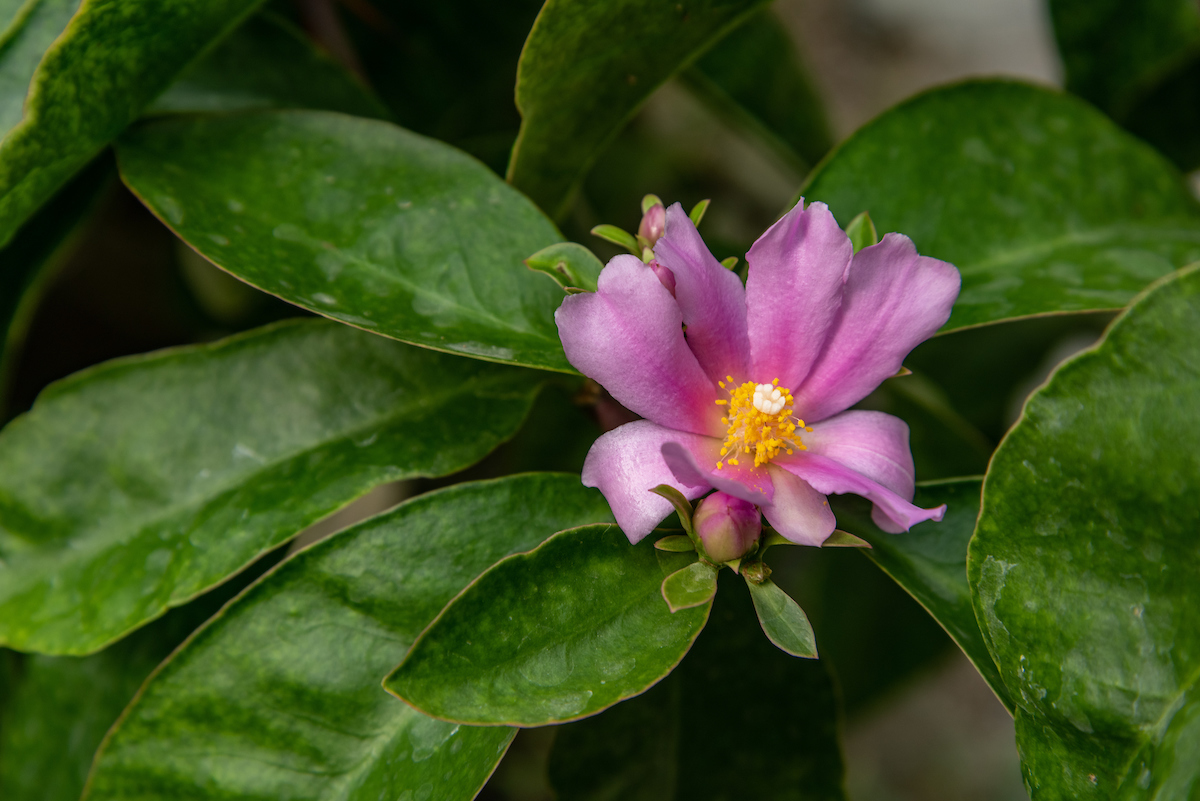 contents/resourcesgallery/rhodocactus-grandifolius-flor.jpg
