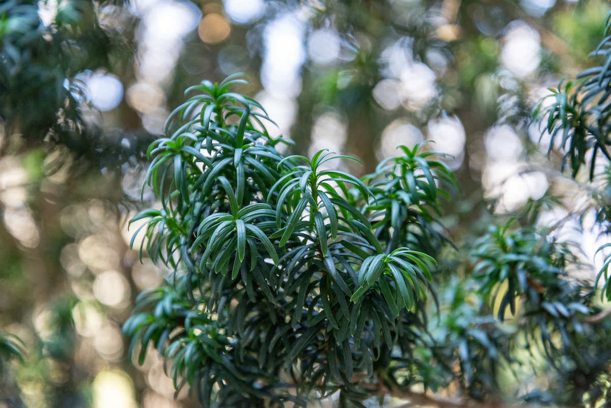 contents/resourcesgallery/taxus-baccata.jpg